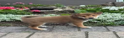 Shiba Inu dogs for sale: Ike - Ad 2