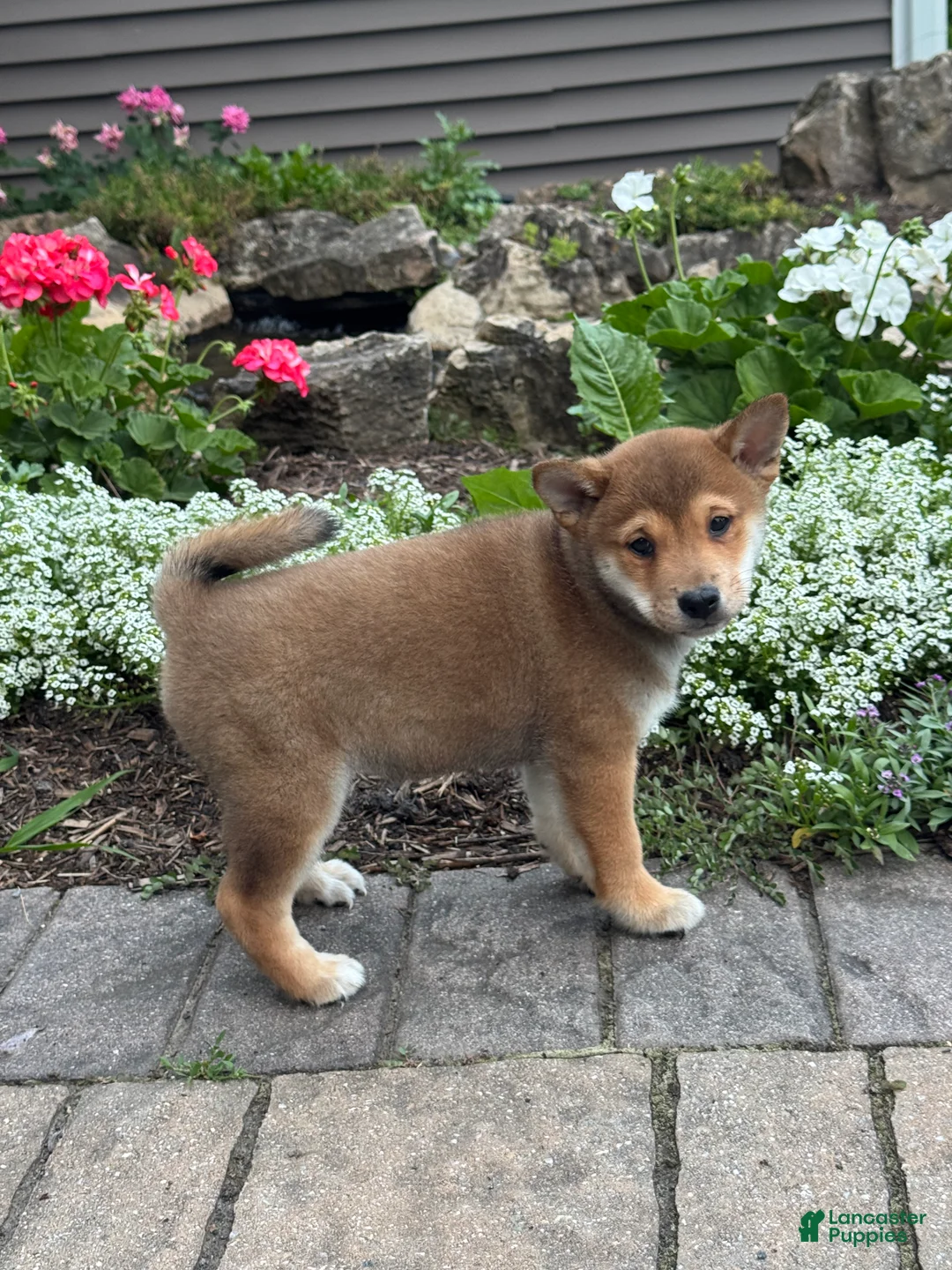 Shiba Inu dogs for sale: Ike - Ad 2