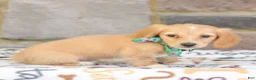 Miniature Dachshund dogs for sale: Nellie  - Ad 5