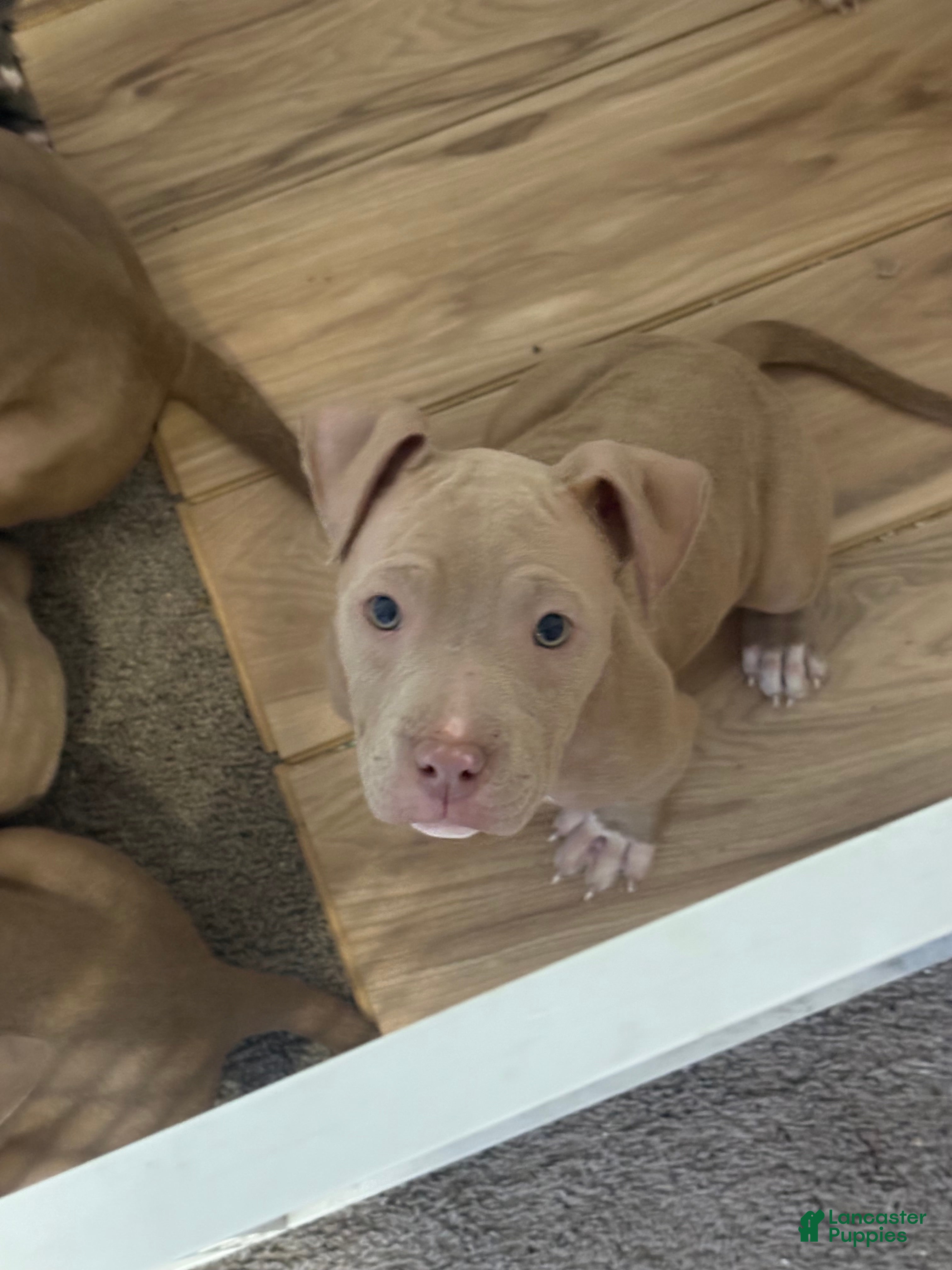 American Bully dogs American Bully Puppy 1 - Ad 1