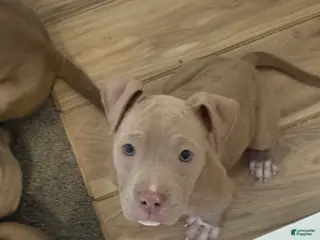 American Bully dogs for sale: American Bully Puppy 1 - Ad 2