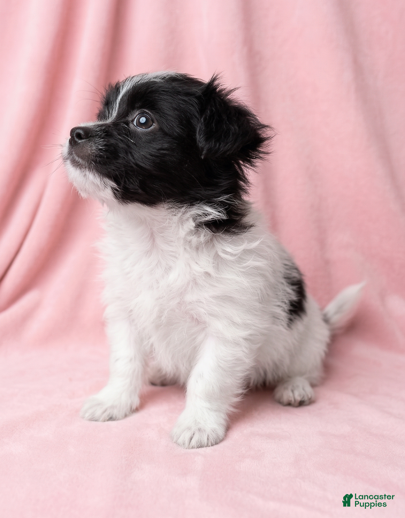 Mixed Breed dogs Lola - Ad 2