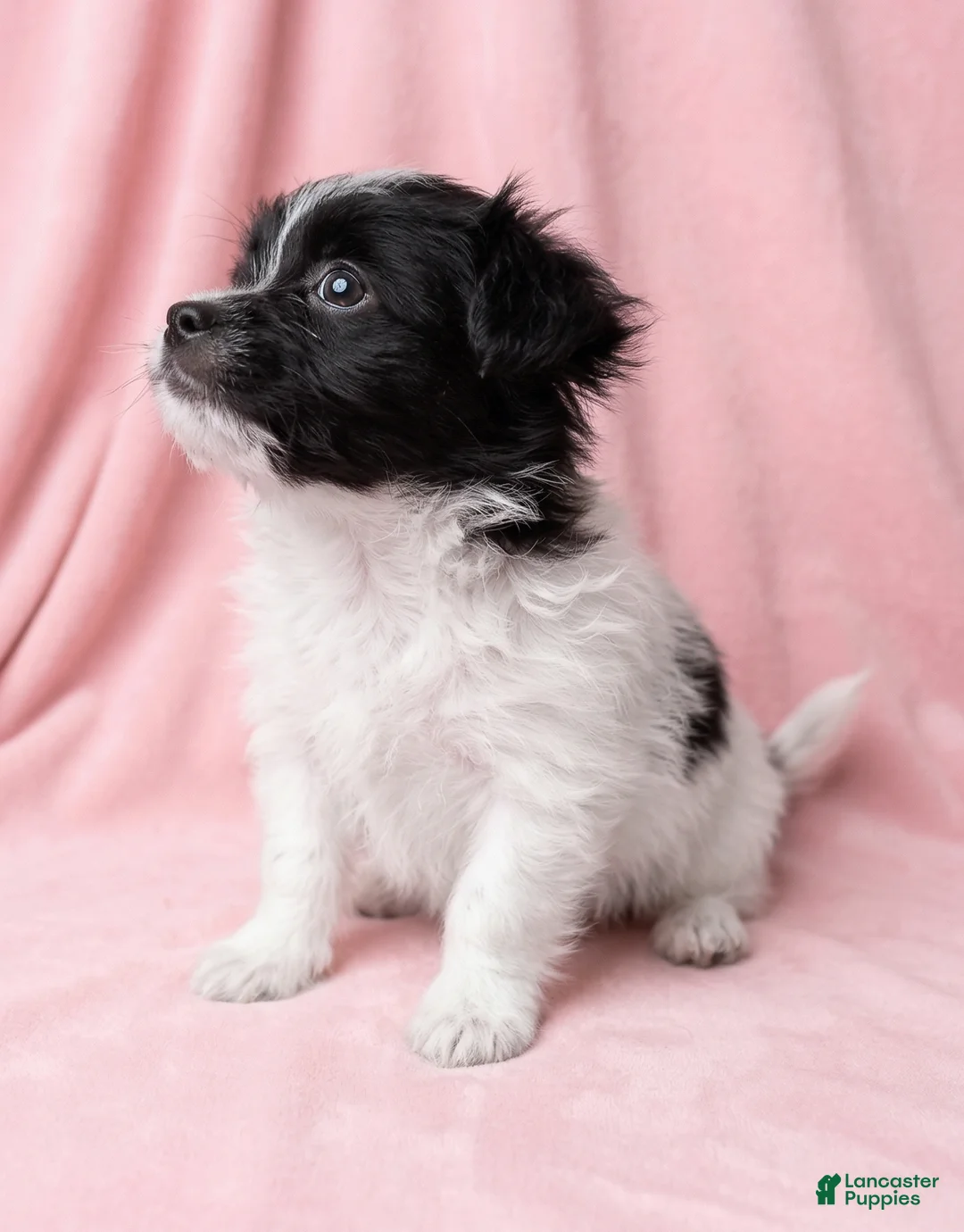 Mixed Breed dogs for sale: Lola - Ad 2