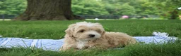 Mini Goldendoodle dogs for sale: Tinkerbell - Ad 8