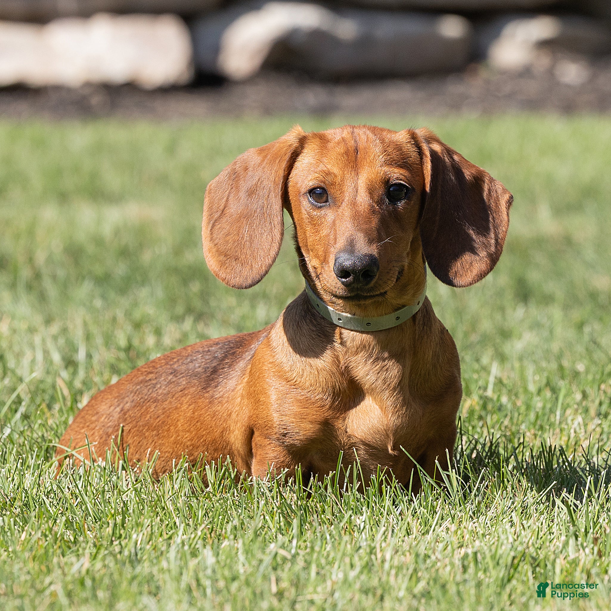 Miniature Dachshund dogs for sale: Mikey Miniature Dachshund  - Ad 1