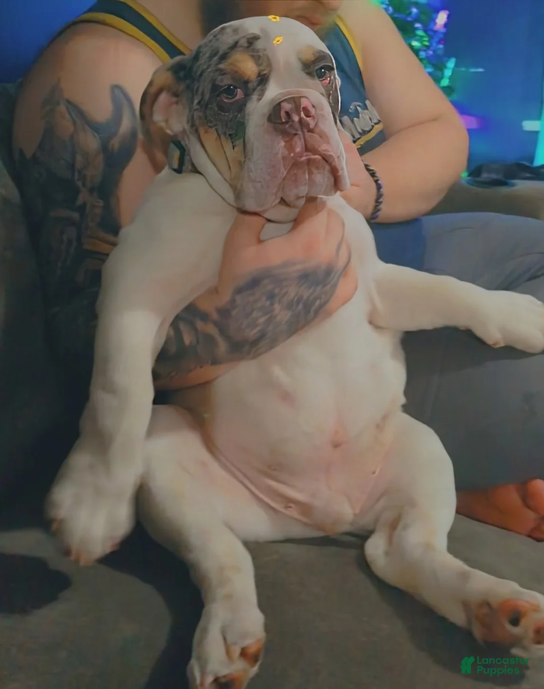 English Bulldog dogs for stud: Balloo - Ad 3