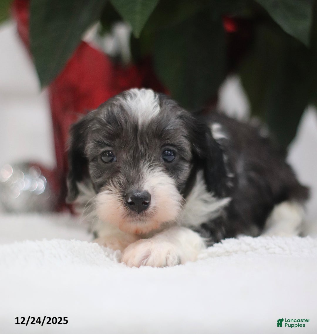 Cavapoo dogs for sale: Adam - Ad 2