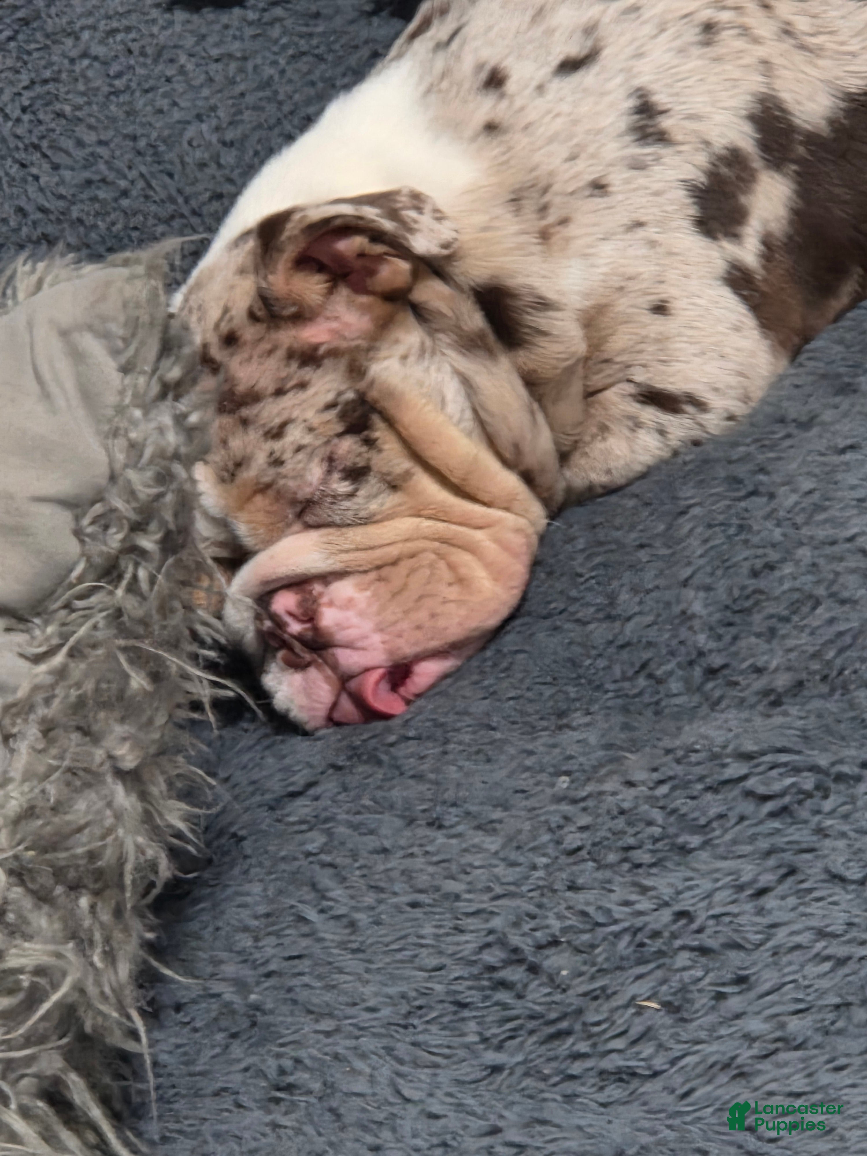 English Bulldog dogs English Bulldog Puppy 1 - Ad 2