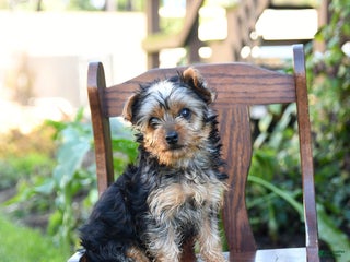 Yorkshire Terrier dogs - Ad 7