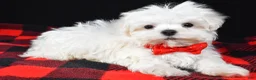 Maltese dogs for sale: Victor - Ad 7