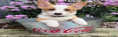 Georgia