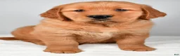 Golden Retriever dogs for sale: Ryder - Ad 4