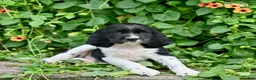 English Springer Spaniel dogs for sale: Storm  - Ad 4