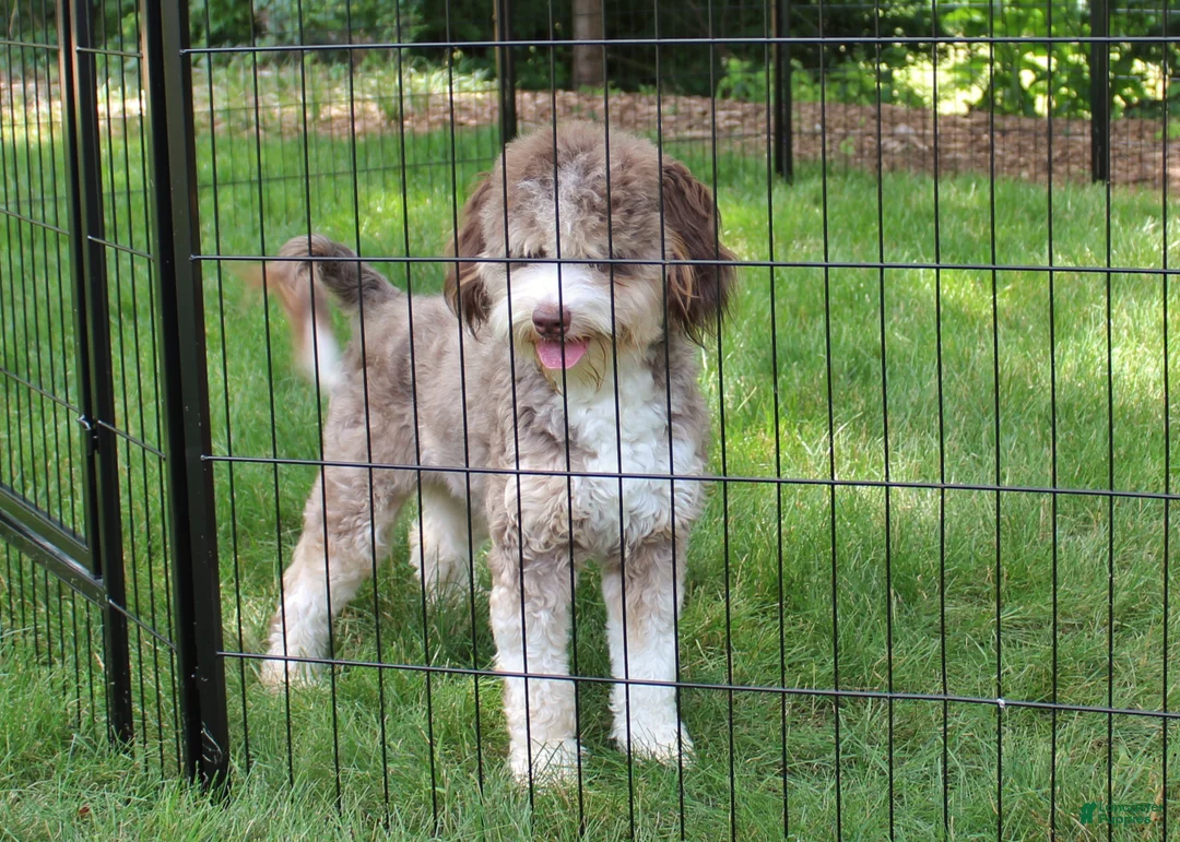 Mini Bernedoodle dogs for sale: Chief - Ad 5