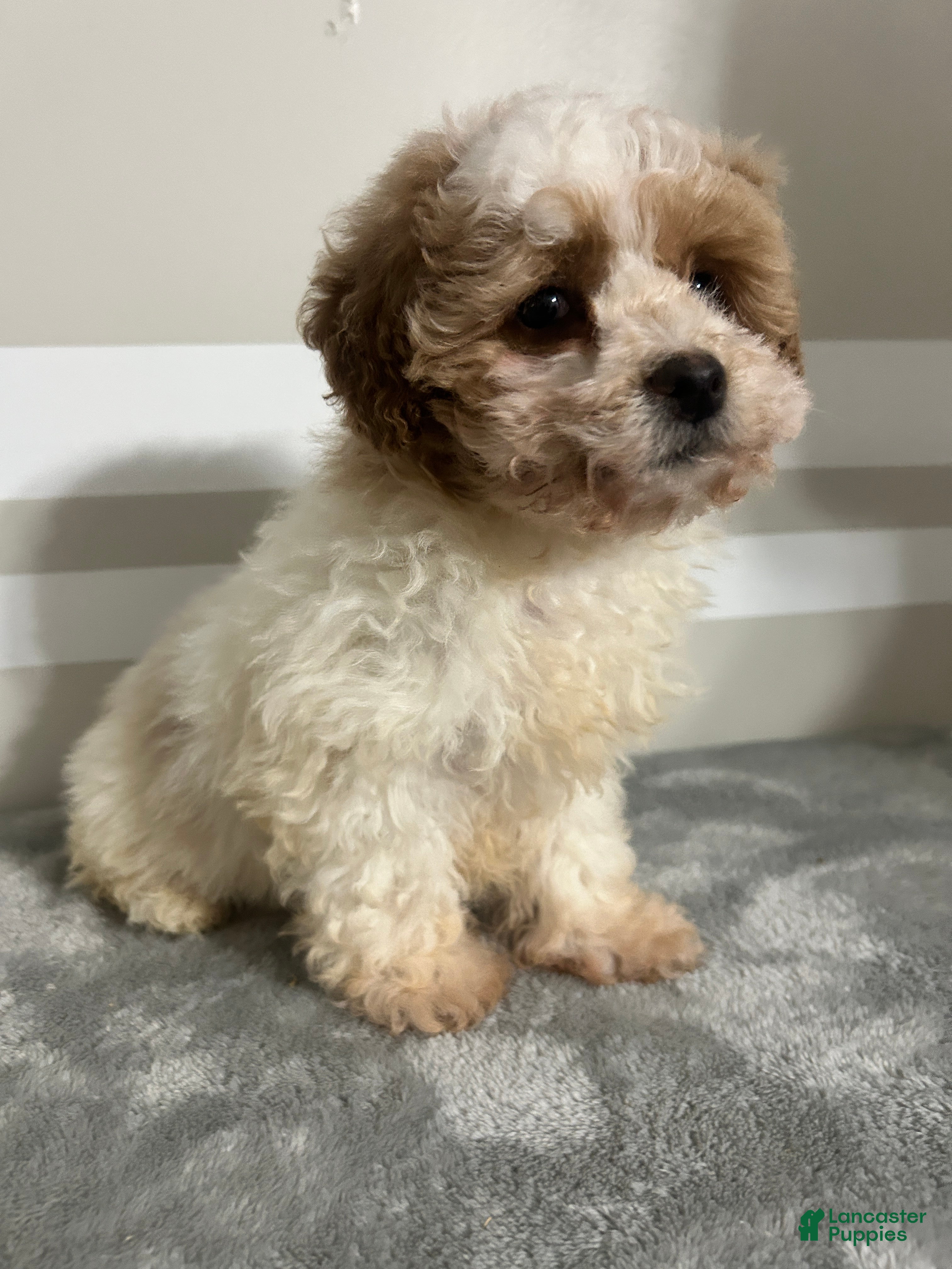 Maltipoo dogs Brandon - Ad 2