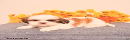 Shih Tzu dogs for sale: Laurence - Ad 4