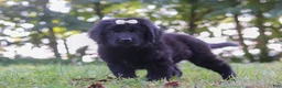 Newfoundland dogs for sale: Annie - Ad 6