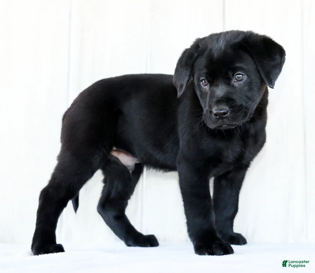 Labrador Retriever dogs for sale: Kory - Ad 5