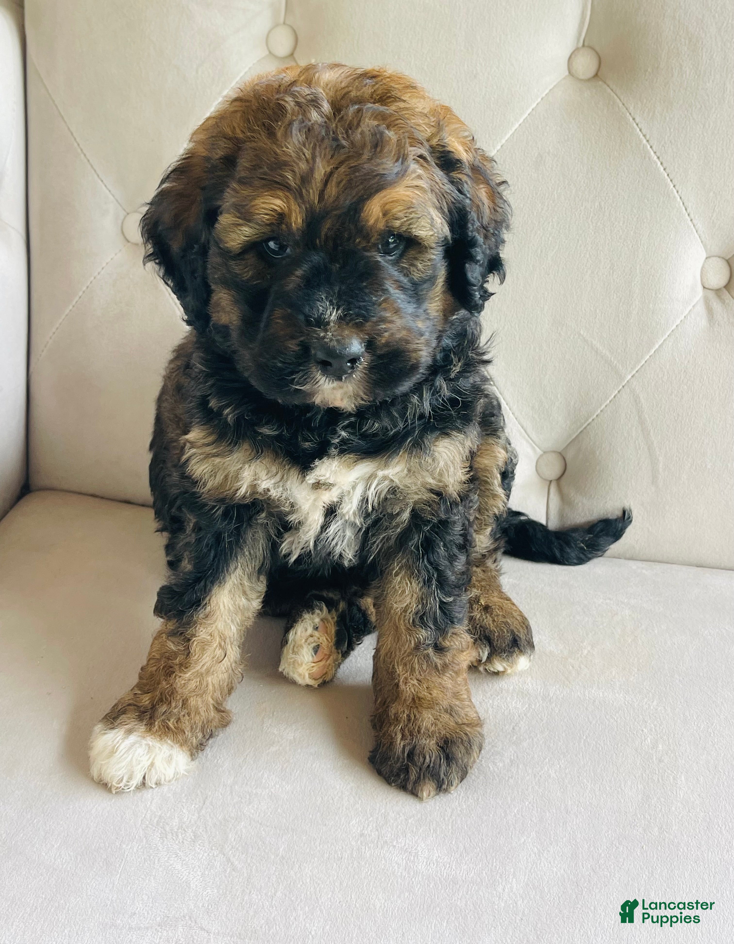 Bernedoodle dogs Red sable brindle tri Bernedoodle - Ad 36
