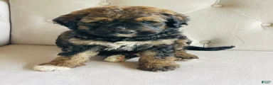 Red sable brindle tri Bernedoodle