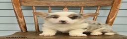 Welsh Corgi Pembroke dogs for sale: Sarge  - Ad 2