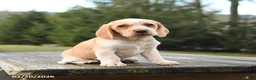 Beagle dogs for sale: Bailey - Ad 1