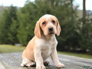 Beagle dogs for sale: Bailey - Ad 1