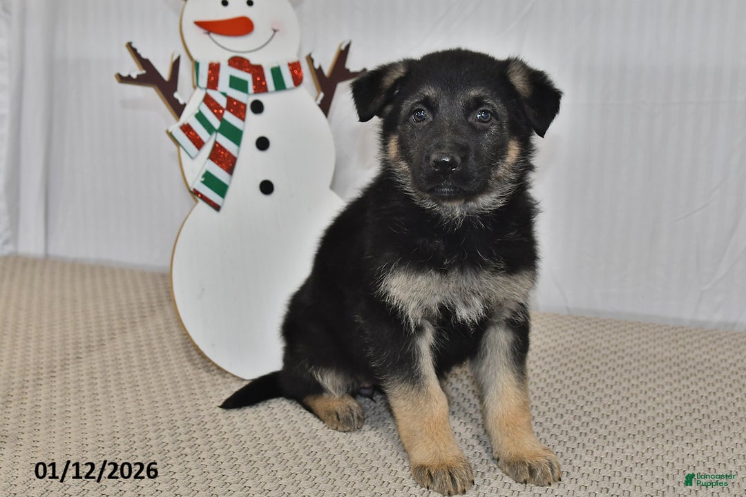 German Shepherd dogs for sale: Mocha - Ad 4