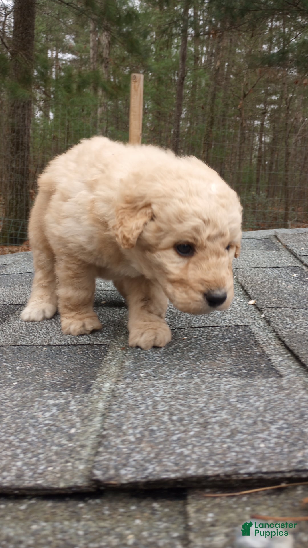 Bernedoodle dogs for sale: Bernedoodle "Boss" - Ad 3
