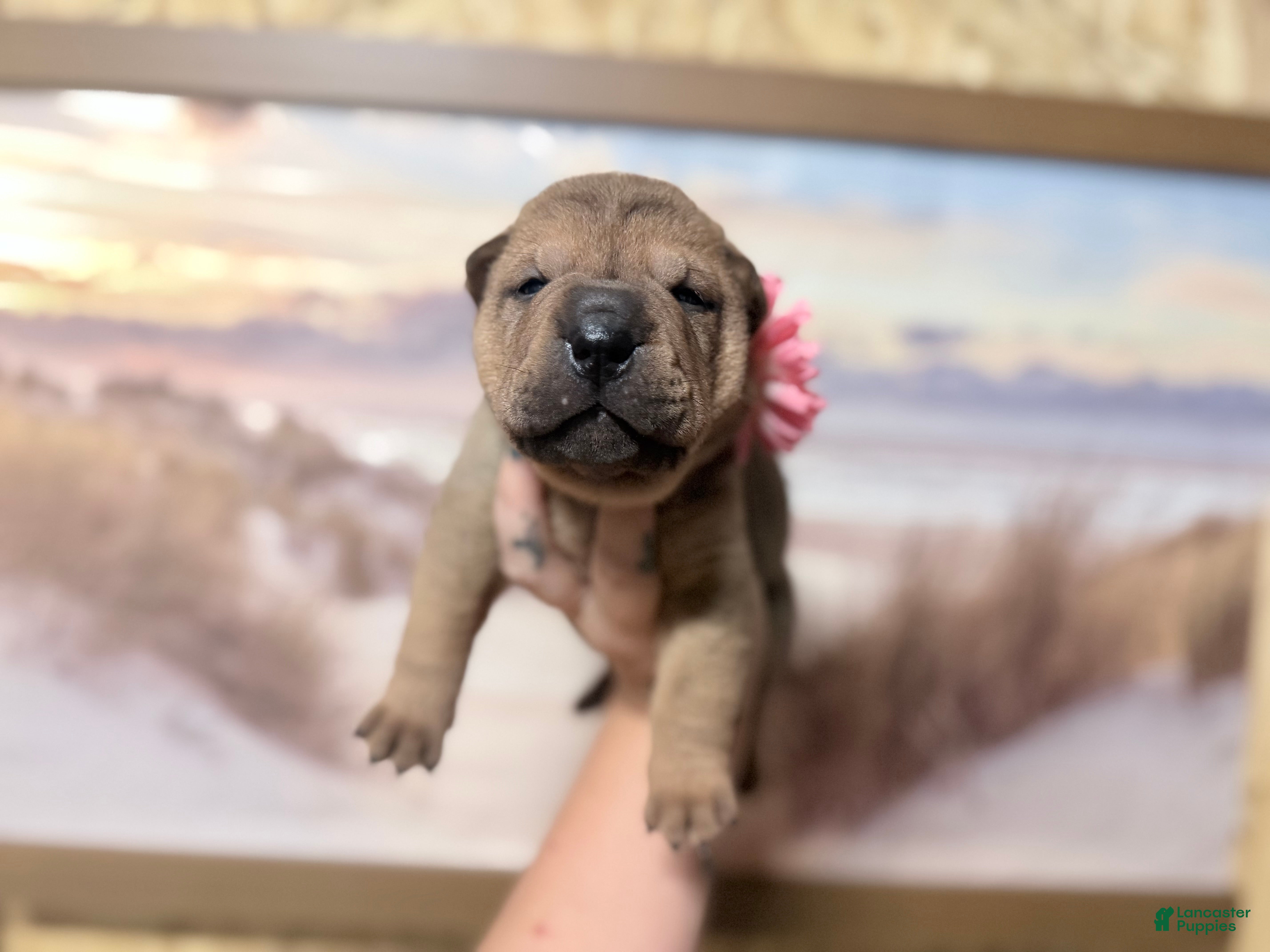 Shar Pei dogs Everest - Ad 2