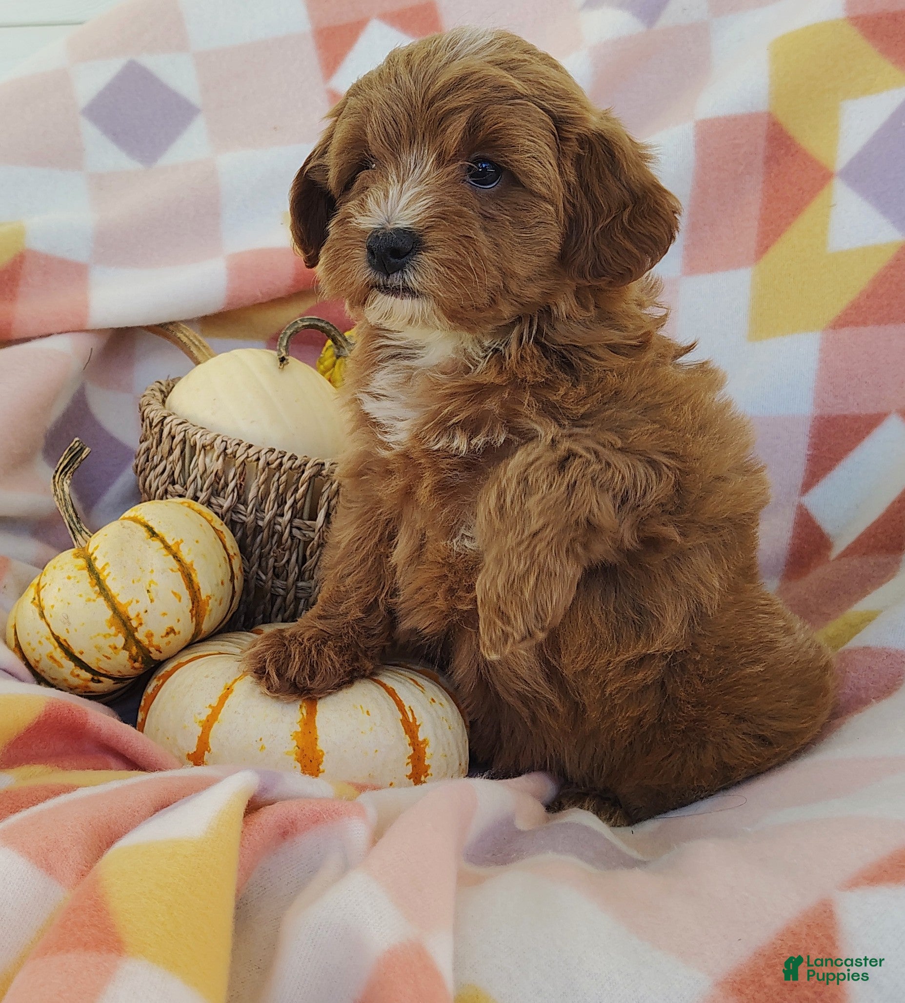 Mixed Breed dogs for sale: Sugar  - Ad 2