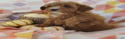 Mixed Breed dogs for sale: Sugar  - Ad 6