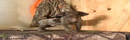 German Shorthaired Pointer dogs for sale: Hunter - Ad 5