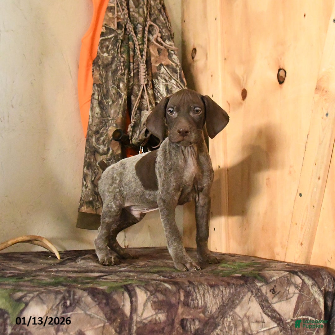 German Shorthaired Pointer dogs for sale: Hunter - Ad 5