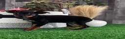 Miniature Pinscher dogs for sale: Quiggly - Ad 3