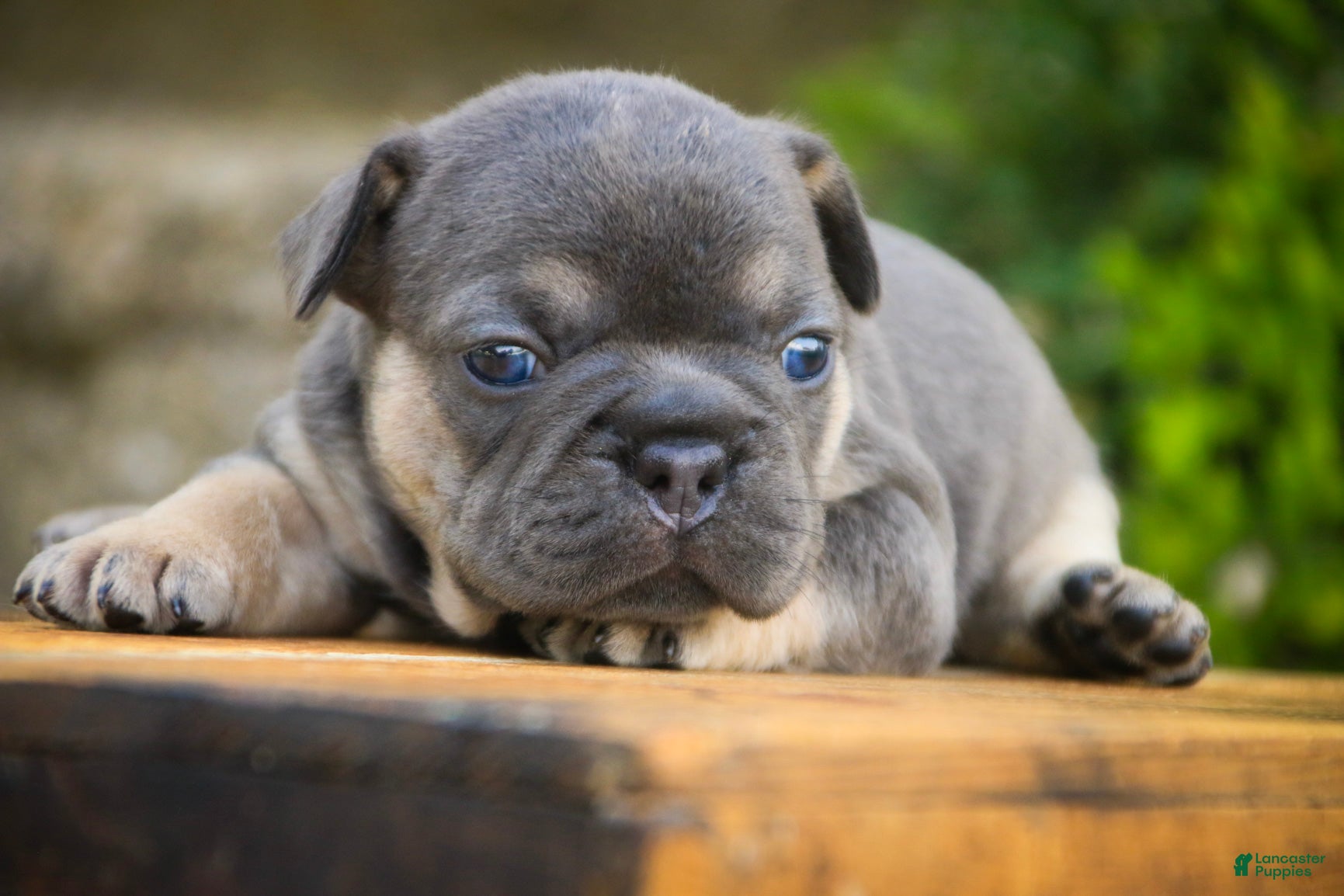 French Bulldog dogs Casey French Bulldog  - Ad 1