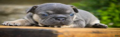 Casey French Bulldog 