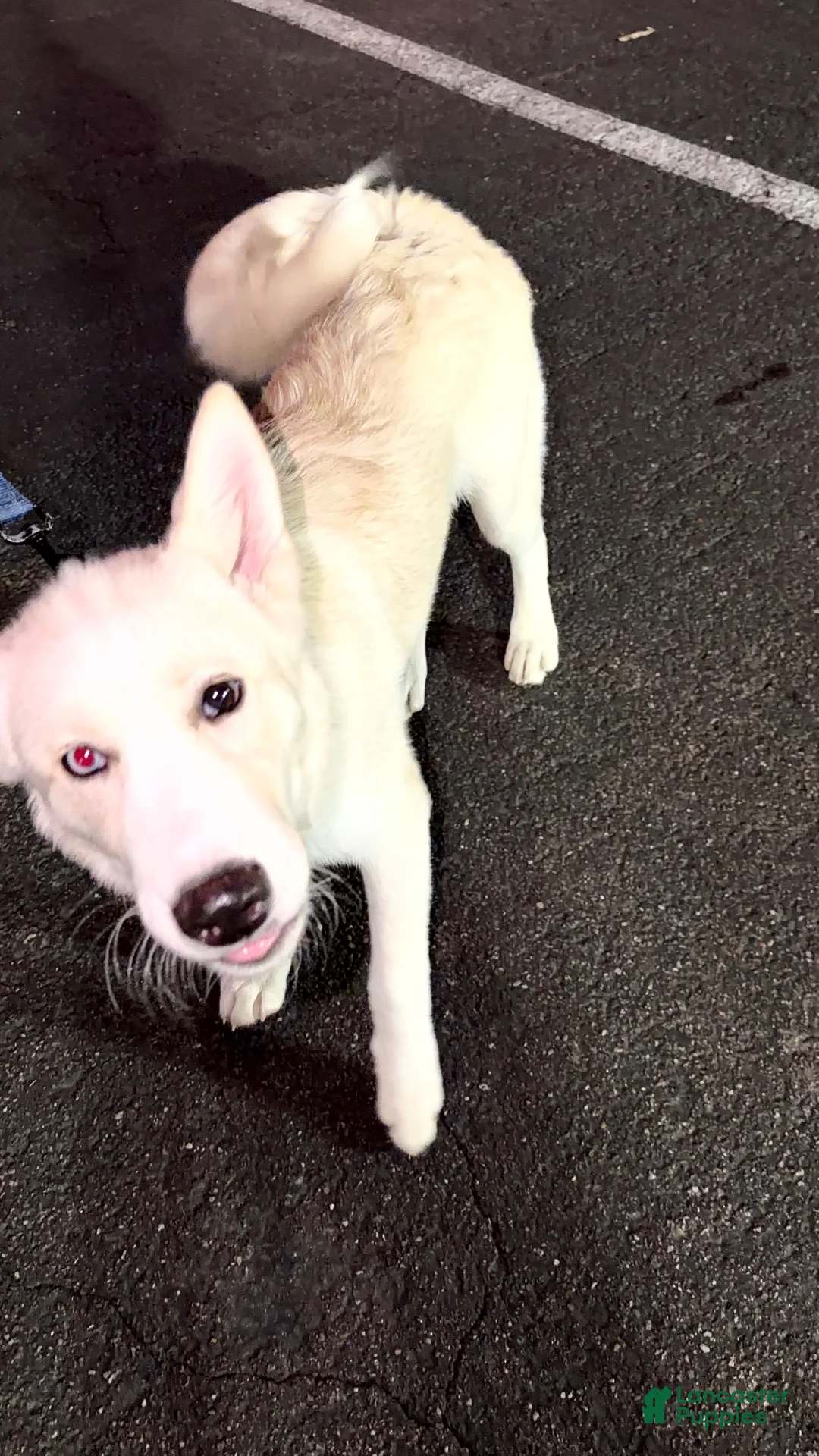 Mixed Breed dogs for sale: Mixed Breed 1 - Ad 2