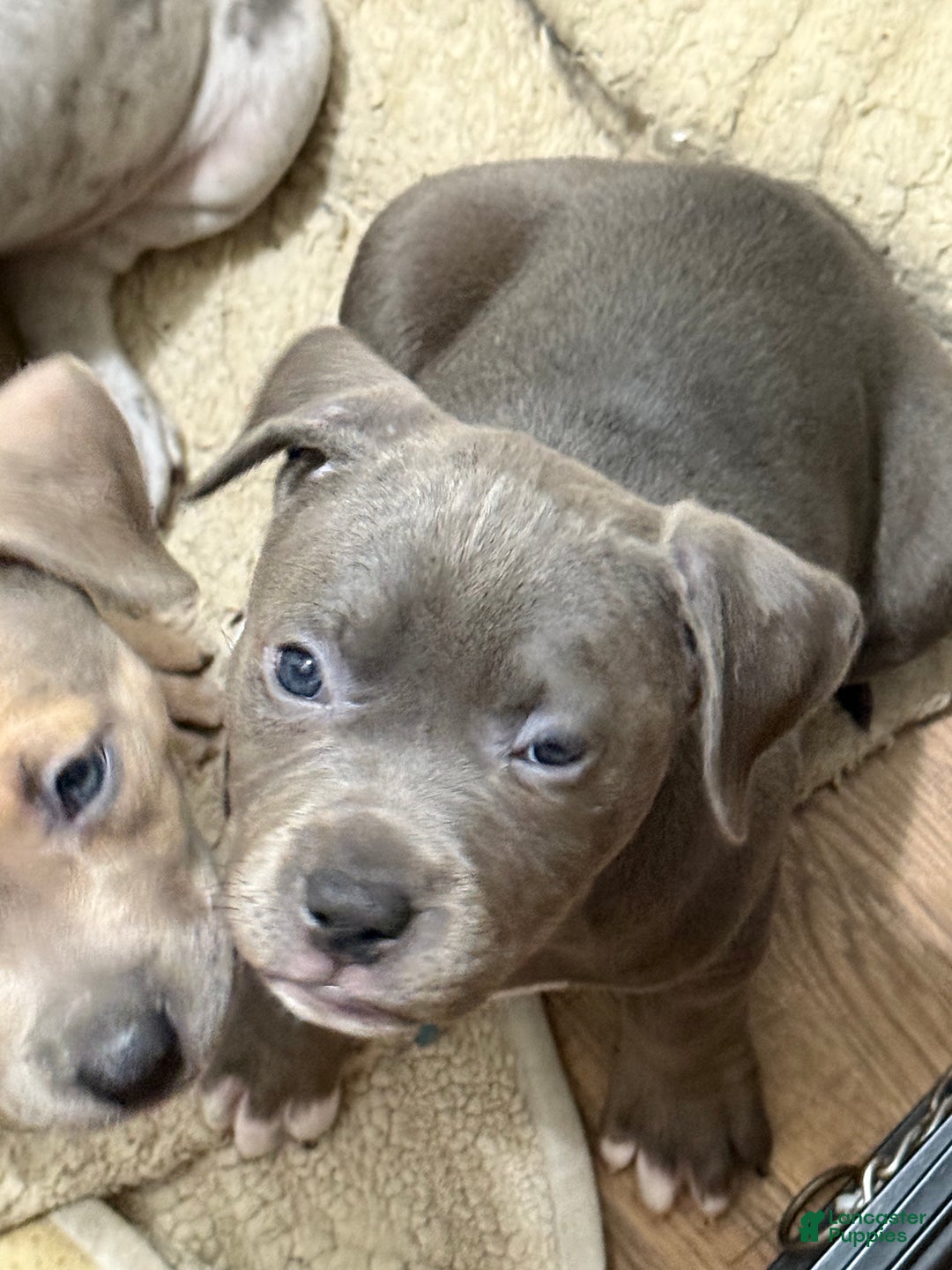 American Bully dogs for sale: American bully classic  - Ad 7