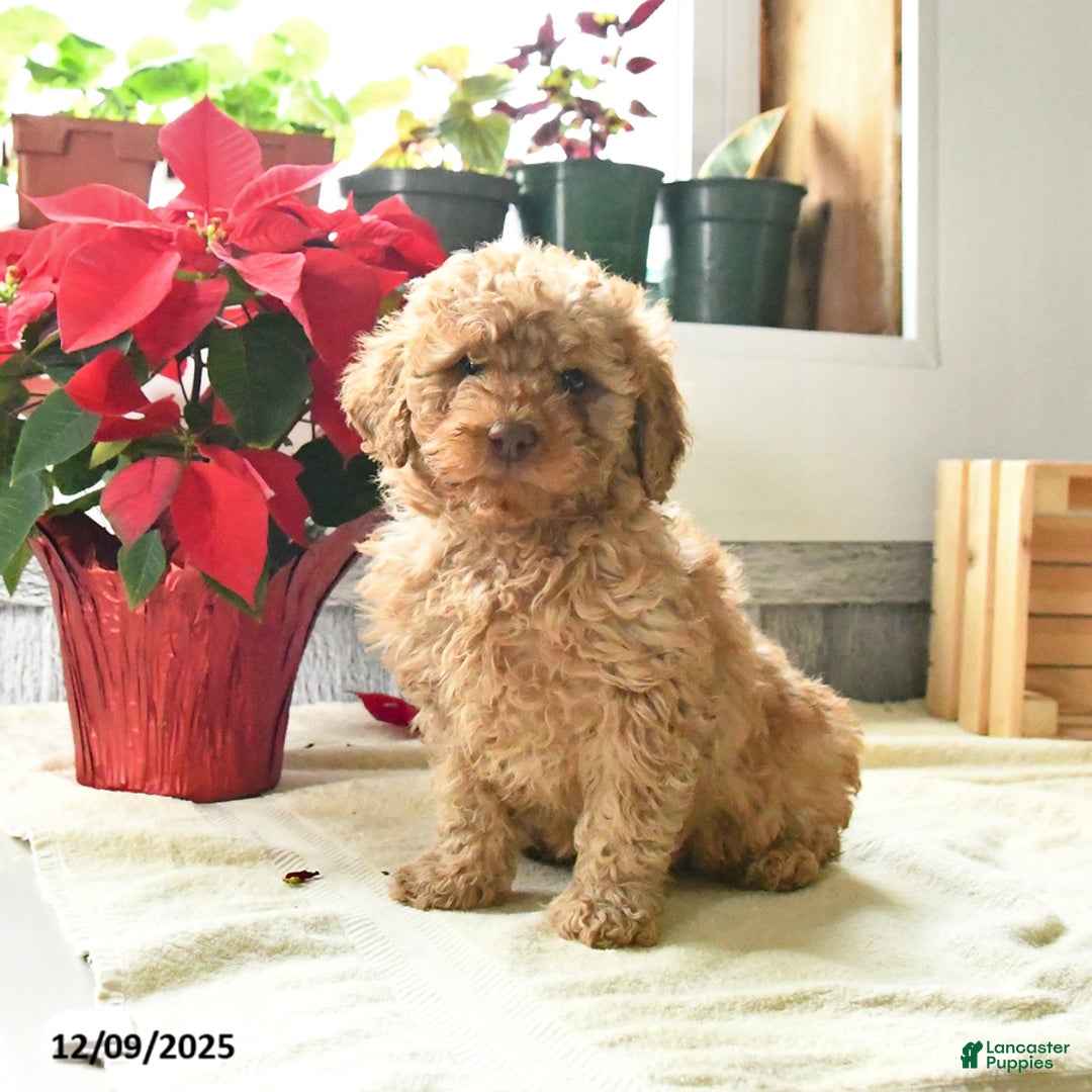 Toy Poodle dogs for sale: Timmy - Ad 2