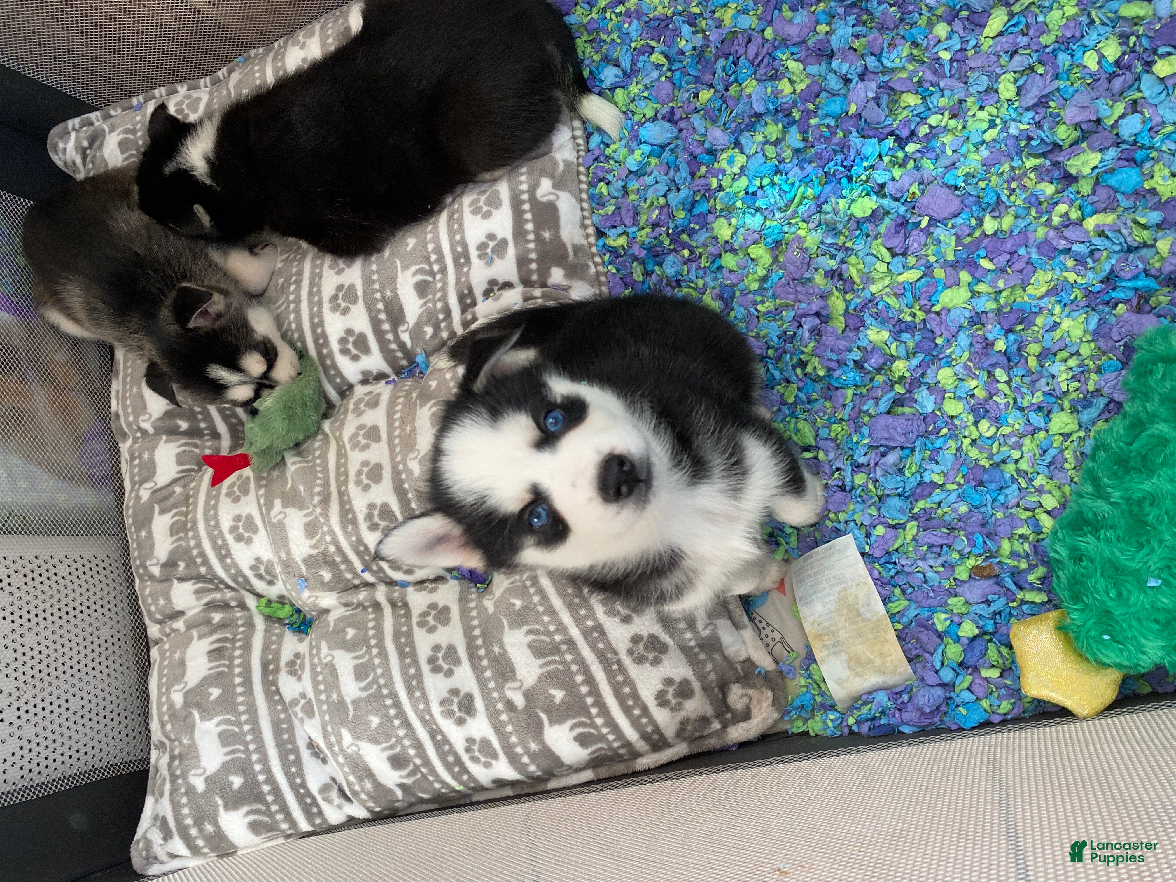 Pomsky dogs Snickers - Ad 13