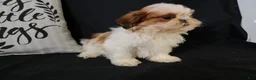 Shih Tzu dogs for sale: Buddy - Ad 14