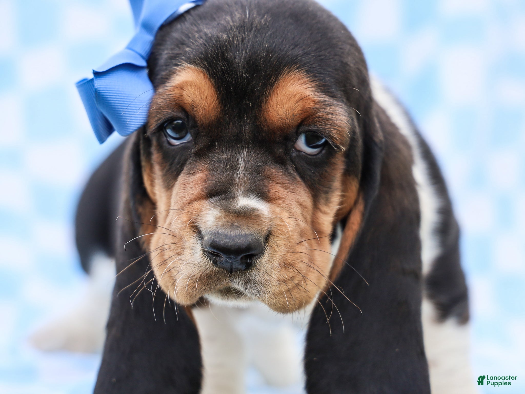 Basset Hound dogs Edgar Purebred Basset Hound Pup - Ad 2