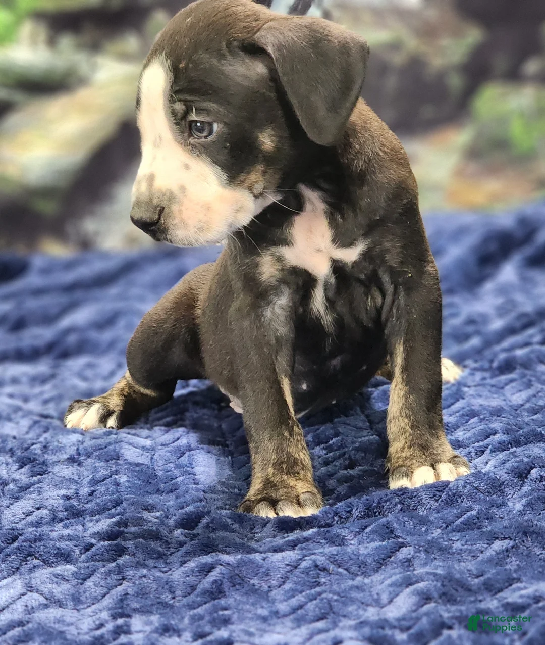 Catahoula Leopard Dog dogs for sale: Luna 2025 Male 1 - Ad 14