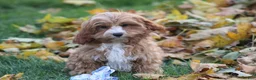 Cavapoo dogs for sale: Silas - Ad 6