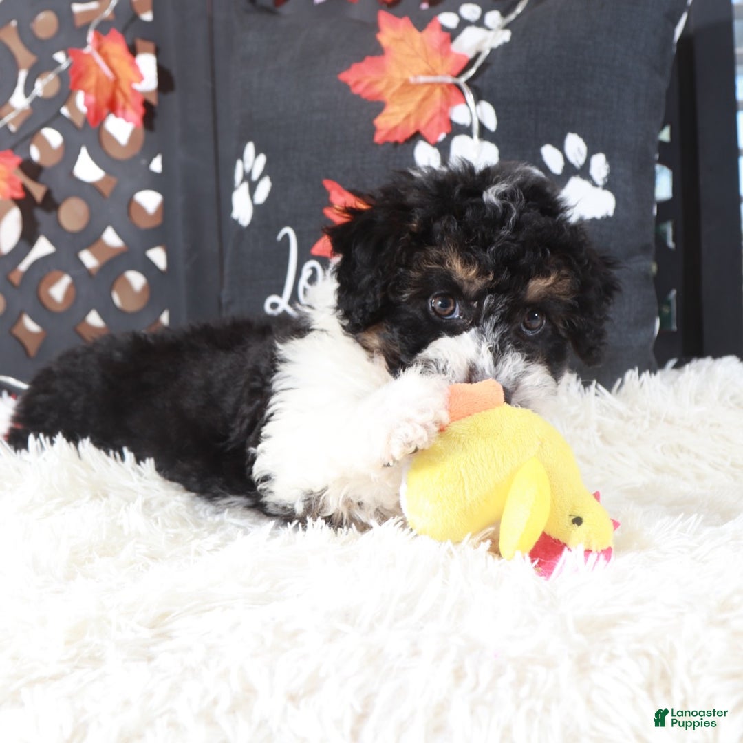 Mini Aussiedoodle dogs for sale: Deputy - Ad 3