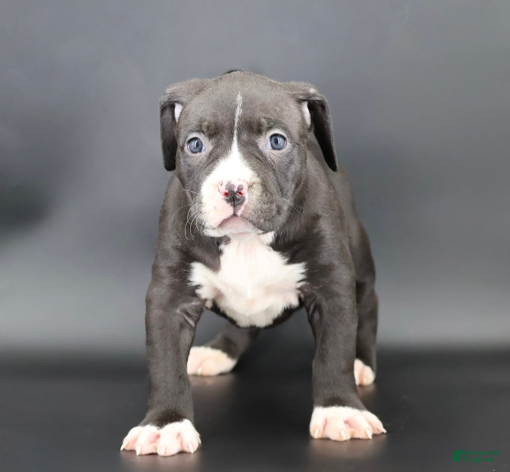 American Bully dogs Pearl - Ad 41