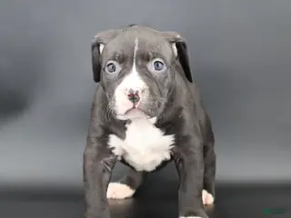 American Bully dogs Pearl - Ad 41