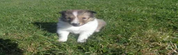 Shetland Sheepdog dogs for sale: Shetland Sheepdog 4 - Ad 2