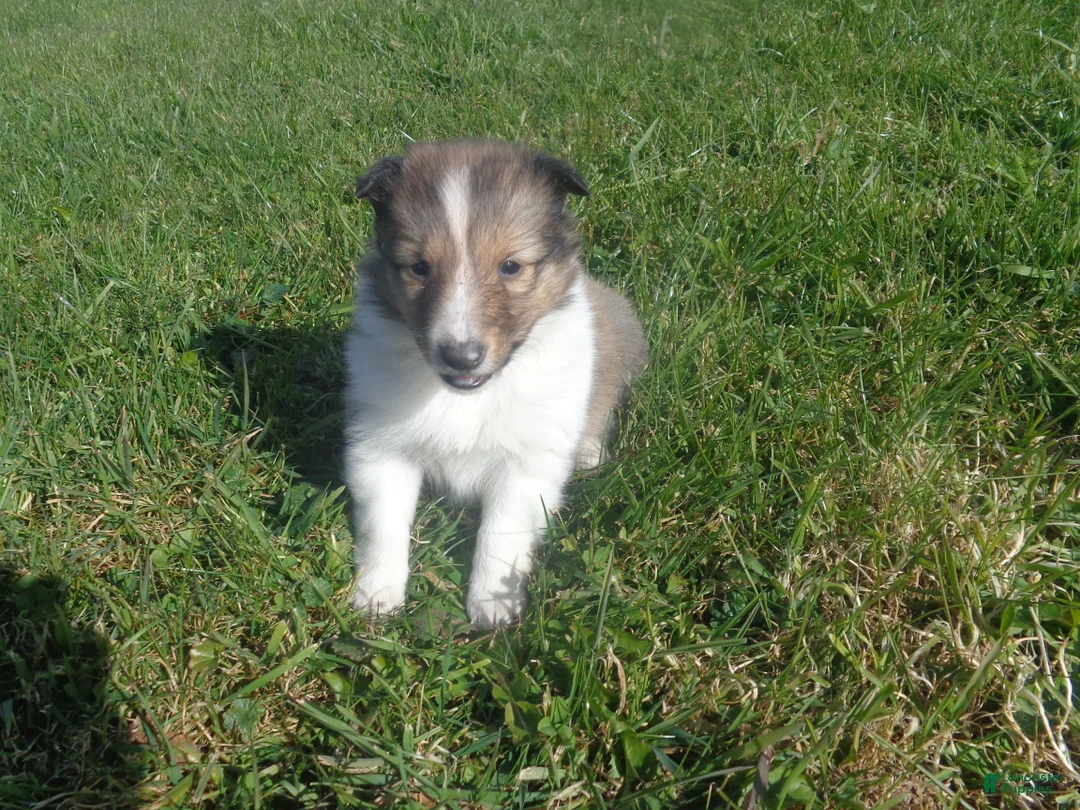Shetland Sheepdog dogs for sale: Shetland Sheepdog 4 - Ad 2